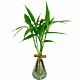  LUCKY BAMBOO – BAMBU DA SORTE WILBERT